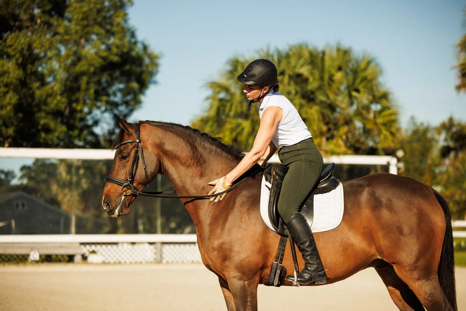 Laura Ashley Dressage riding