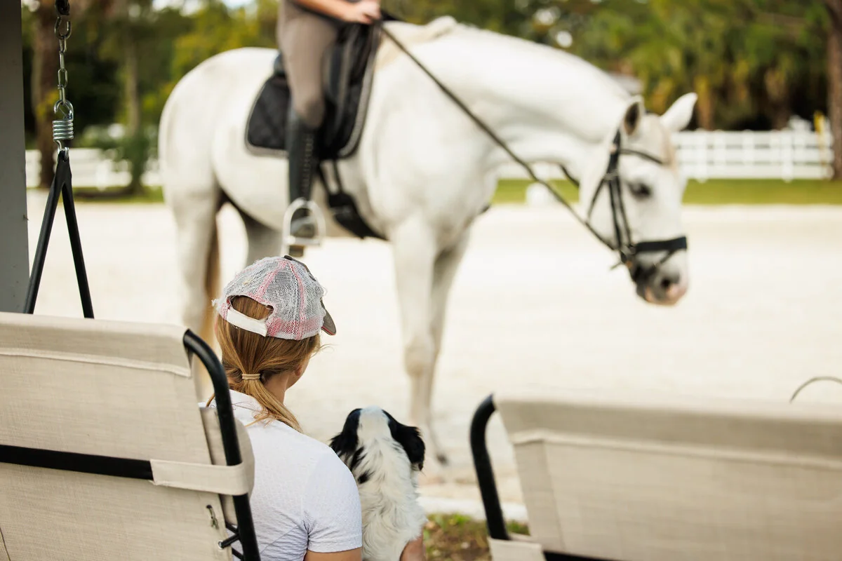 Dressage horse in training